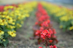 赤と黄色の花壇2