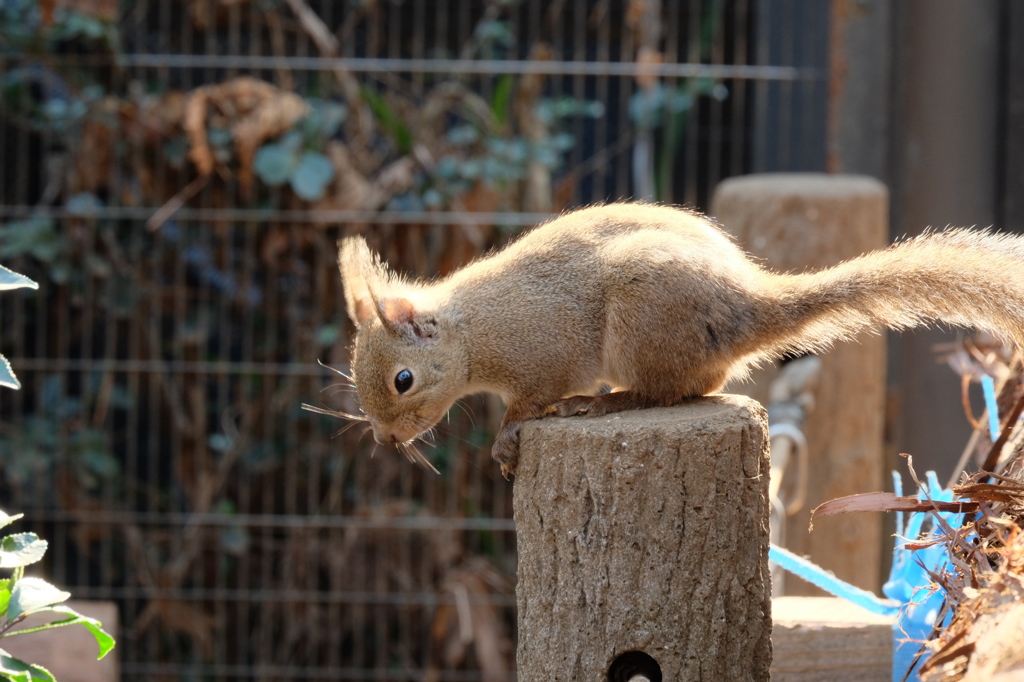 井の頭自然文化園のニホンリス5 見下ろす