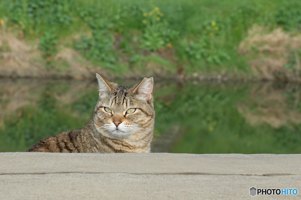 近所の野良猫60