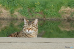 近所の野良猫60