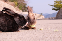 大久野島のうさぎたち13 キャベツを食べるウサギ