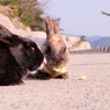 大久野島のうさぎたち13 キャベツを食べるウサギ