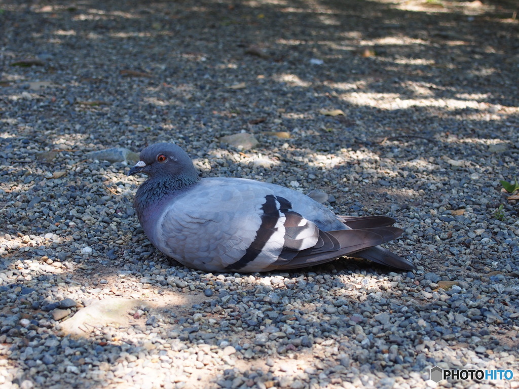 木陰の鳩