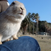 大久野島のうさぎたち9 ご飯を求めて膝に立つ