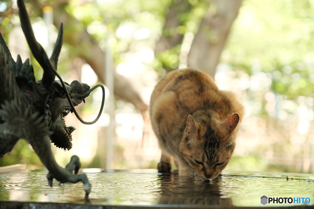 猫の水分補給