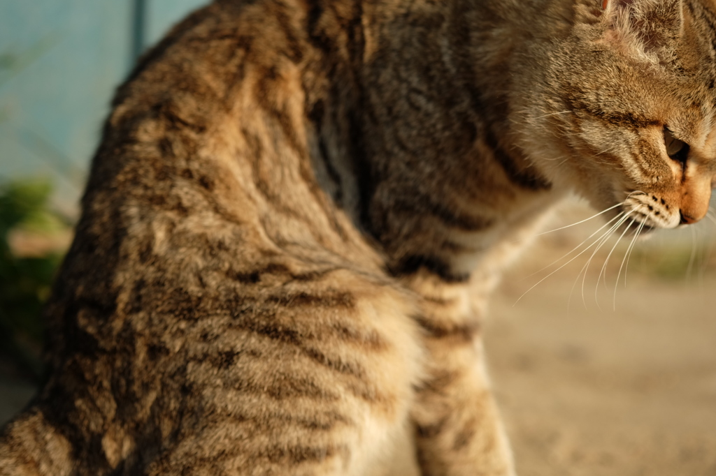 近所の野良猫16