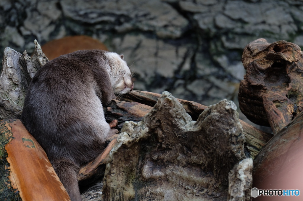 海遊館1 寝そべるカワウソ