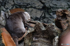 海遊館1 寝そべるカワウソ