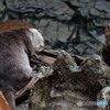 海遊館1 寝そべるカワウソ