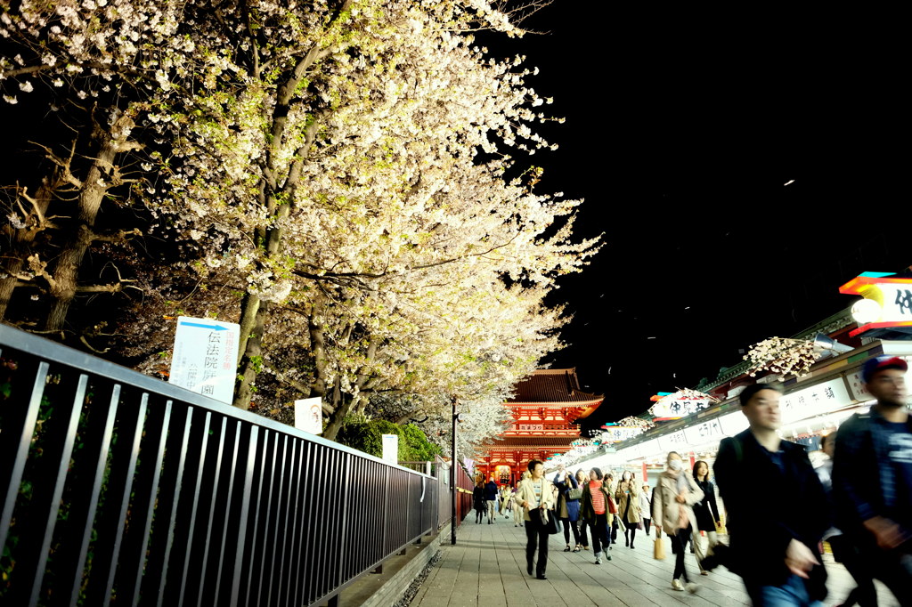 浅草寺1 夜桜舞う