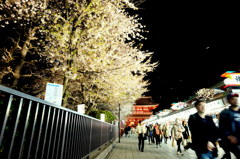 浅草寺1 夜桜舞う