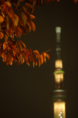 東京スカイツリー2 紅葉夜景