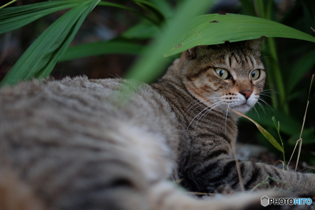 近所の野良猫50