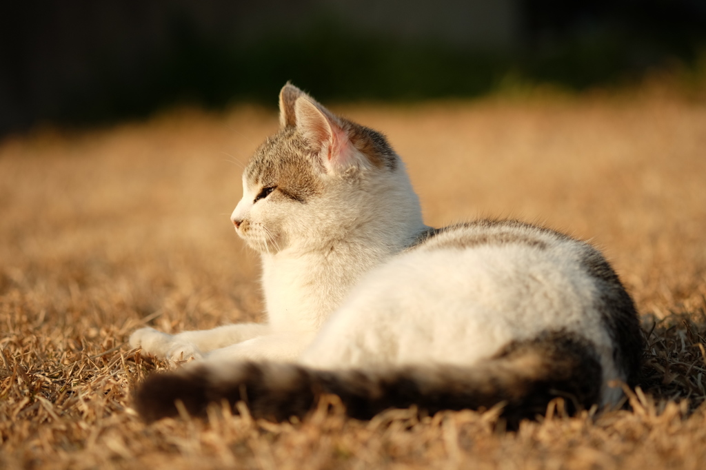 近所の野良猫12