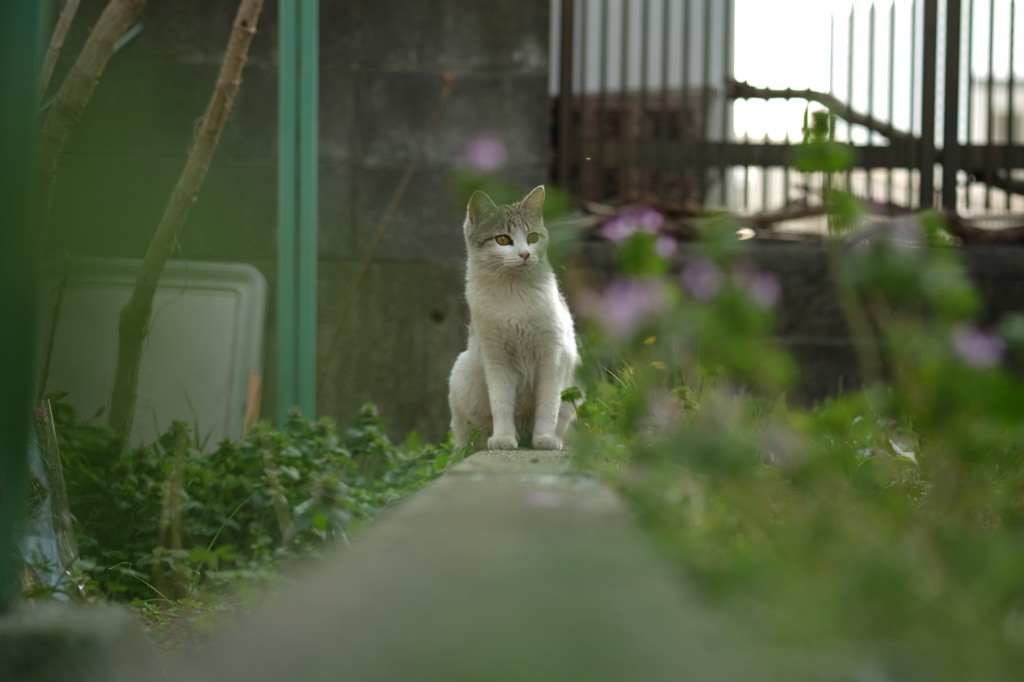 近所の野良猫39