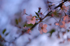 夕方の桜4