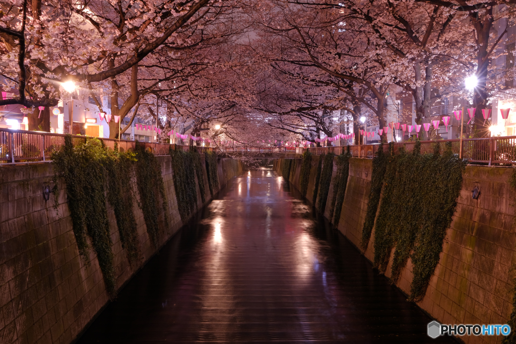 目黒川の夜桜2