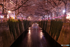 目黒川の夜桜2