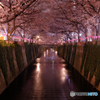 目黒川の夜桜2