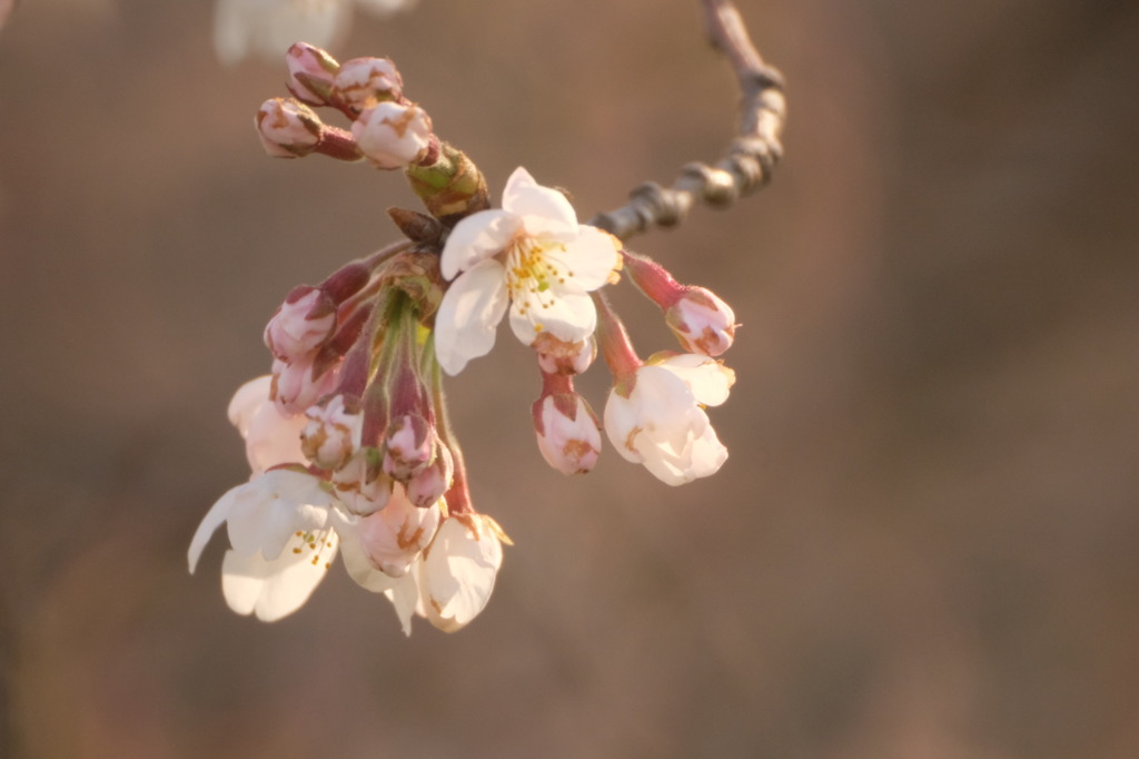 咲き始めた桜1