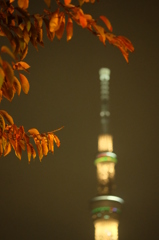 東京スカイツリー5 紅葉夜景(紅葉にピント)