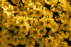 秋の新宿御苑1 黄色い花