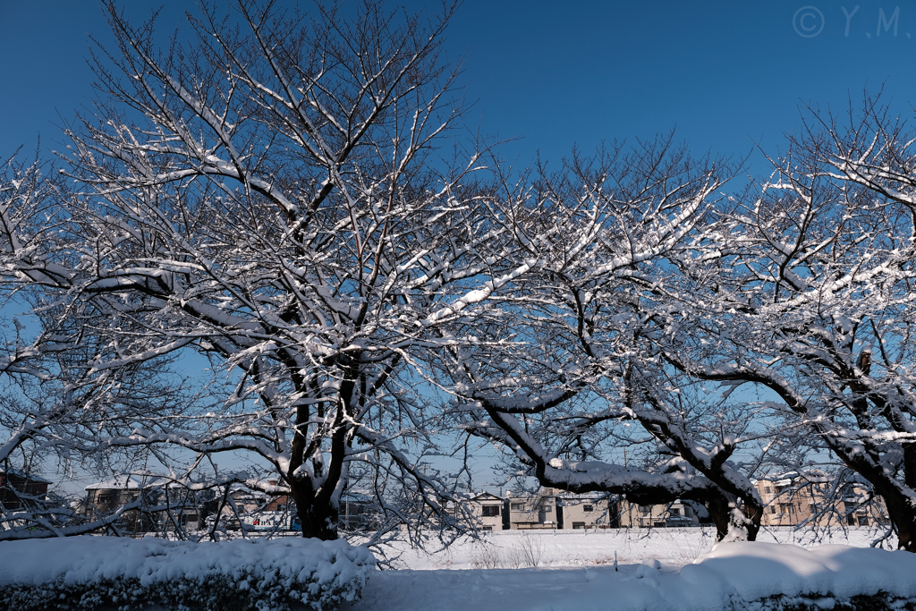 雪化粧をした街1