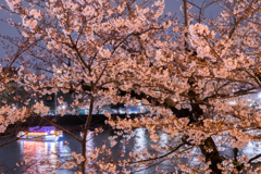 隅田川に咲く桜