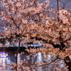 隅田川に咲く桜