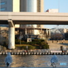 墨田公園のカモメ2