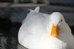 1月の上野動物園 泳ぐアヒル