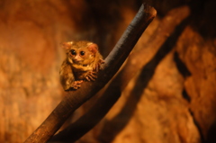 1月の上野動物園 周りを見渡すメガネザル