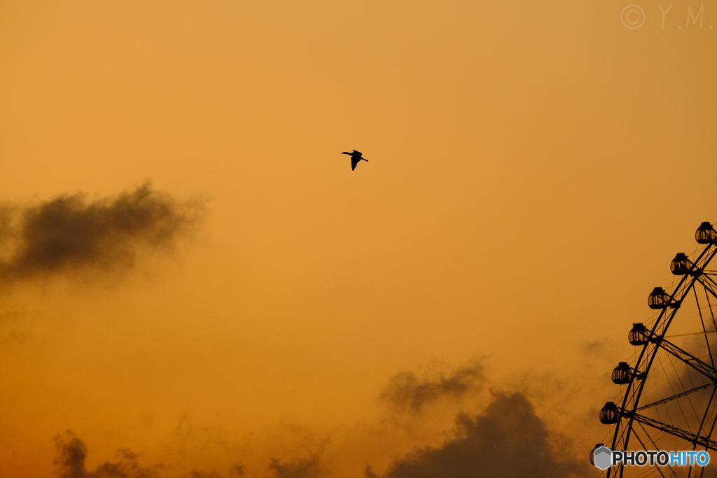 夕暮れに飛ぶ鳥