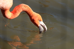 1月の上野動物園 喉をうるおすフラミンゴ