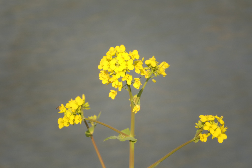 水辺の菜の花