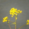 水辺の菜の花
