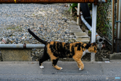 通りすがりの野良猫