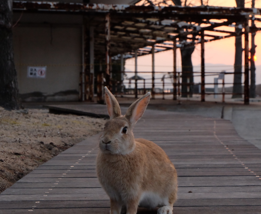 大久野島のうさぎたち18 朝日を浴びて1