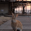 大久野島のうさぎたち18 朝日を浴びて1