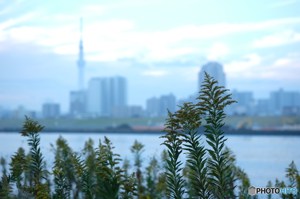 東京スカイツリー70 荒川に育つ