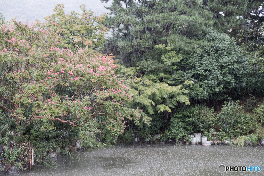 雨の八坂神社 雨に当たって音を立てる木と池