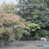 雨の八坂神社 雨に当たって音を立てる木と池