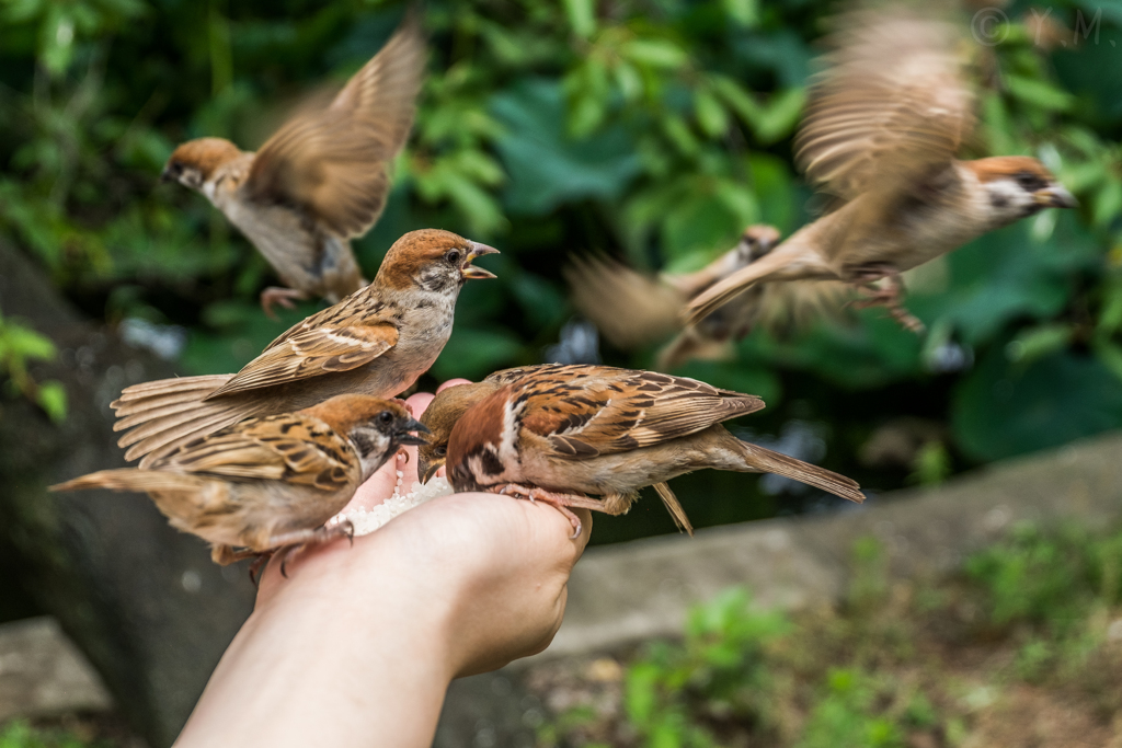 手乗りスズメ By Mno Id 写真共有サイト Photohito 手乗りスズメ By Mno Id 写真共有サイト Photohito