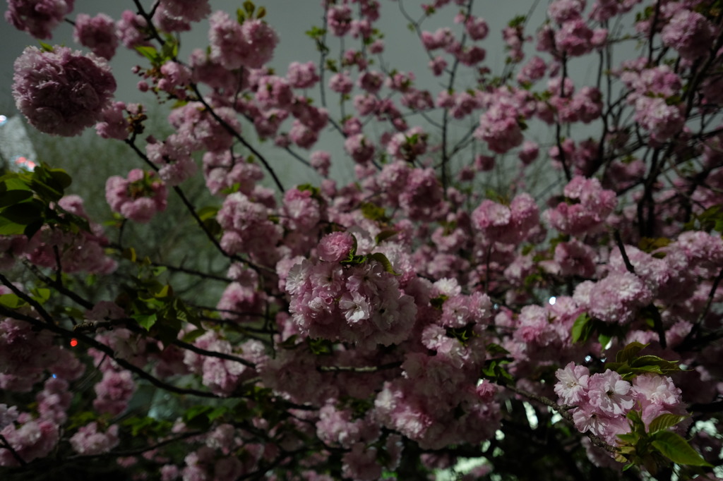 上野恩賜公園の八重桜