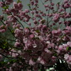 上野恩賜公園の八重桜