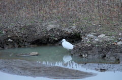 元荒川の鳥6　浅瀬に入るシラサギ