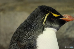 海遊館7 鋭い眼差しのイワトビペンギン