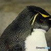 海遊館7 鋭い眼差しのイワトビペンギン