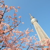 晴天の桜