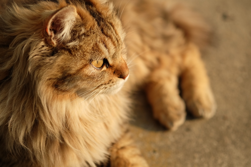 近所の野良猫28